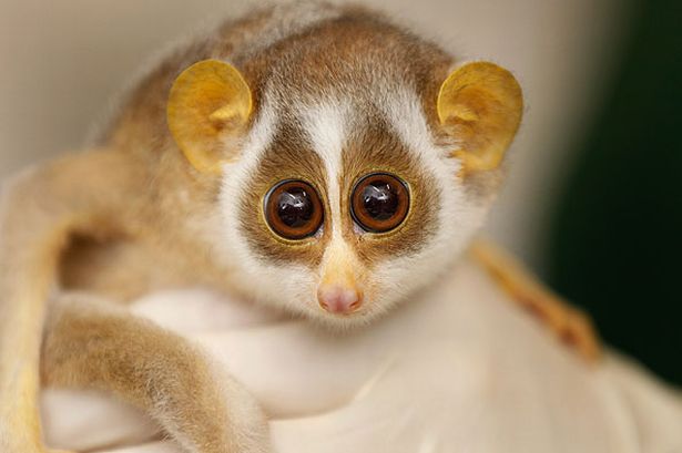 slender-loris-anintrospectiveworld.blogspot.ca+2.jpg