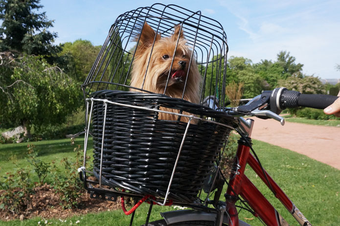 Promenade à vélo avec un chien : panier de transport