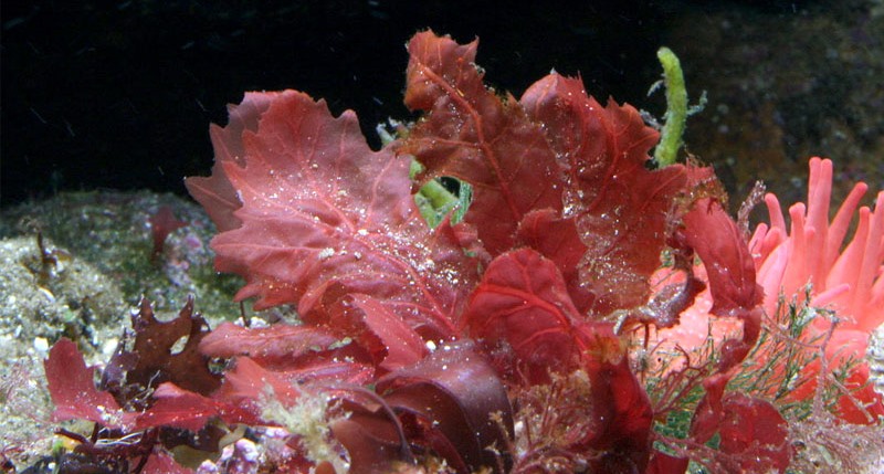 Soal Biologi Protista 40 Soal Pilihan Ganda Dan Jawaban Portal Guru Indonesia Soal Biologi Protista 40 Soal Pilihan Ganda Dan Jawaban Portal Guru Indonesia