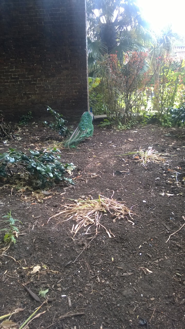 Peacocks And Pea Hens At Holland Park How Adorable? Peacocks And Pea Hens At Holland Park How Adorable?