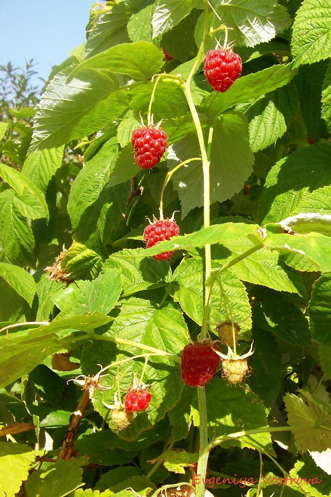 ах малиновые