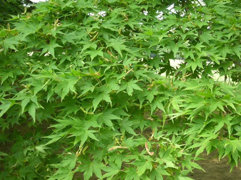 Kimono Seasonal Motifs, Flowers, and Colors May The Kimono Lady