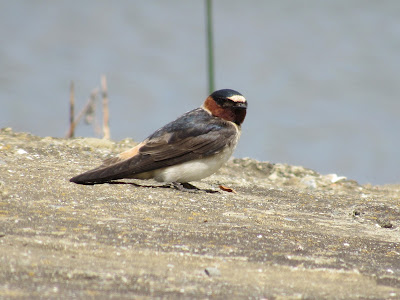 cliff swallow