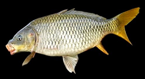 Featured image of post Umpan Ikan Mas Terbaik Umpan ikan mas yang selanjutnya selain cacing tanah yaitu serangga