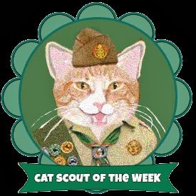 Cat Scouts!