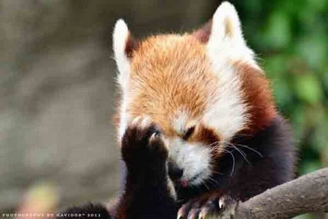 Dunia Dalam Gambar Funny Animals Facepalms Dunia Dalam Gambar Funny Animals Facepalms