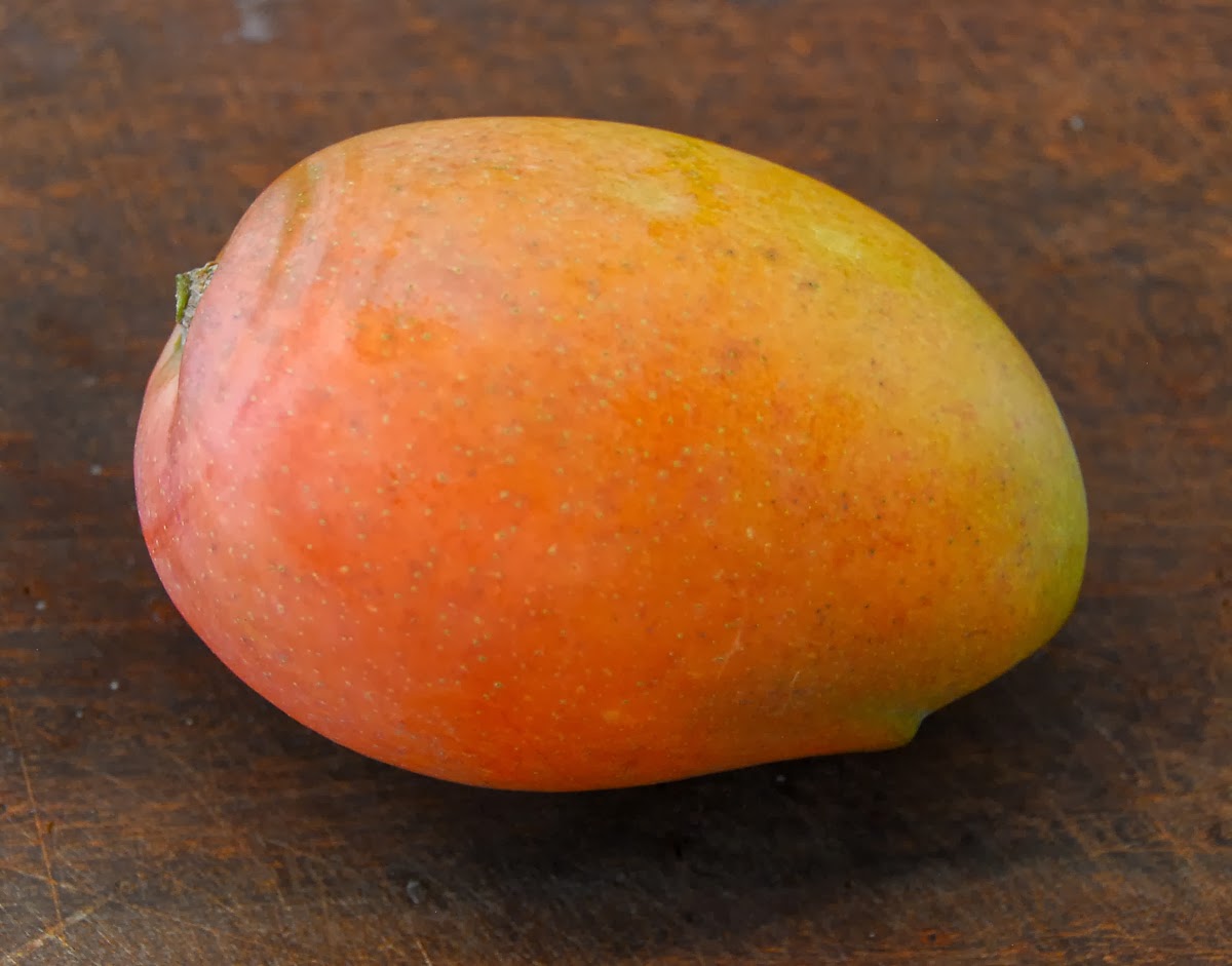mango69 ate my first glenn mango mango69 ate my first glenn mango