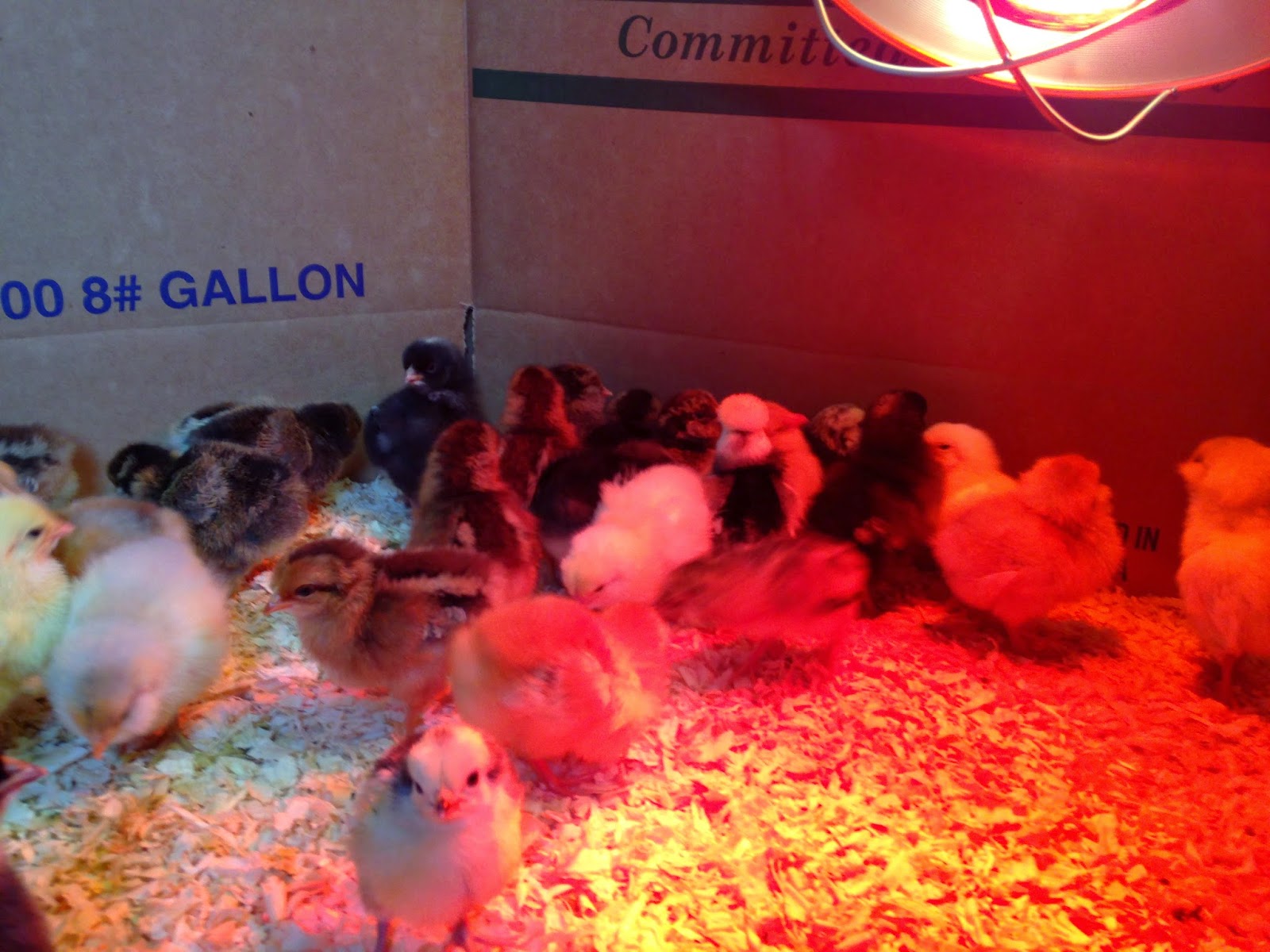 Boots n' Roots Farm: Hatchery Babies!
