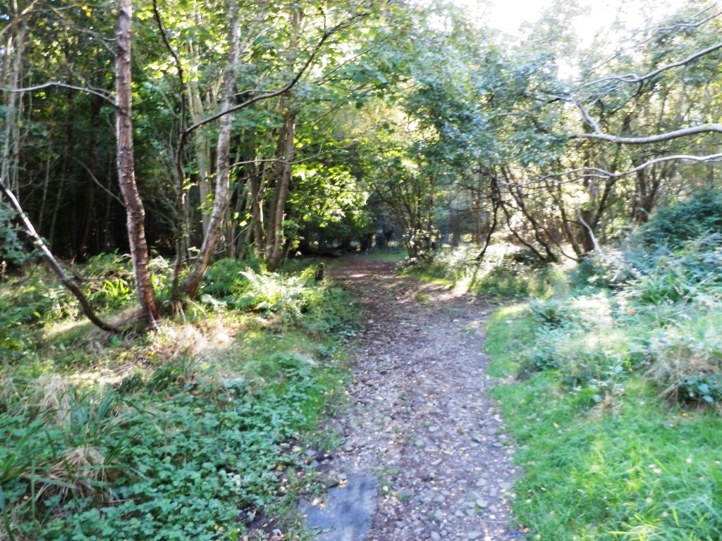 My Daily Walk Gillies Hill Woods, Cambusbarron
