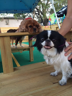 Making Project Pup volunteer dog friends Making Project Pup volunteer dog friends