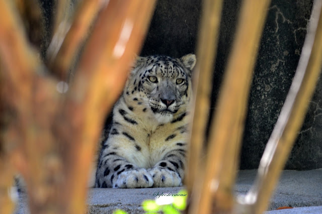 Snow Leopard Photo by Sylvestermouse