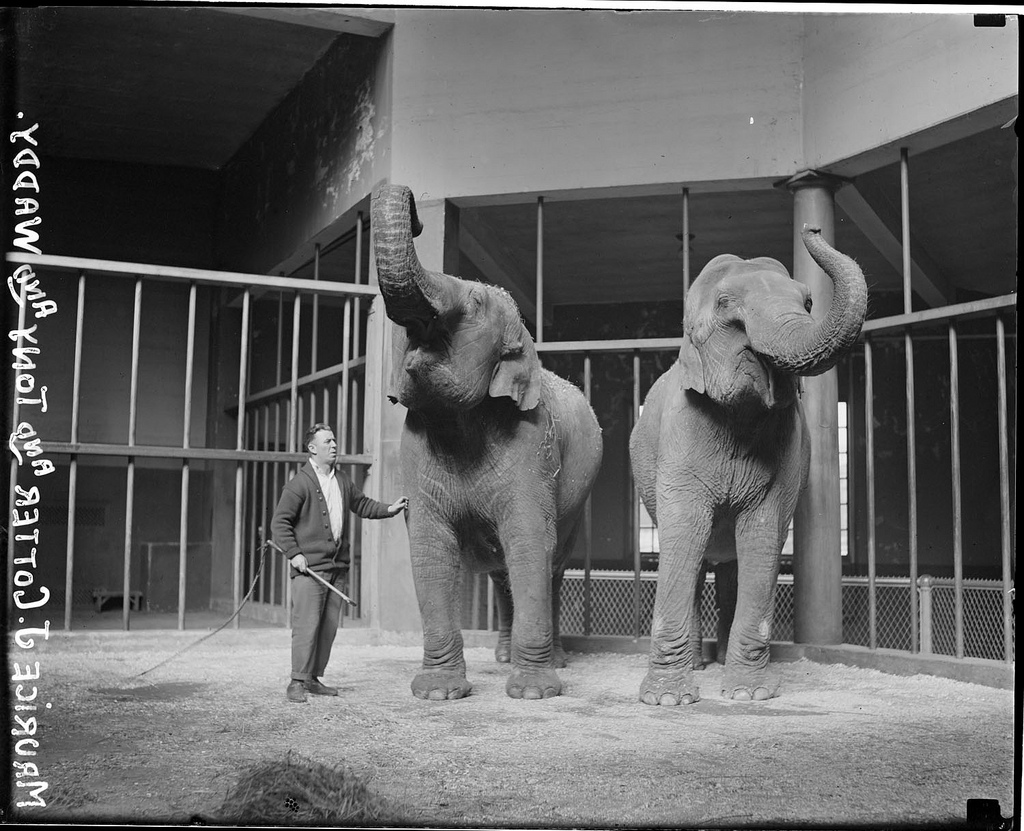 The Circus "NO SPIN ZONE": Franklin Park Zoo Elephants--Molly, Waddy, Tony