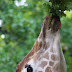 A giraffe eats leaves from a tree