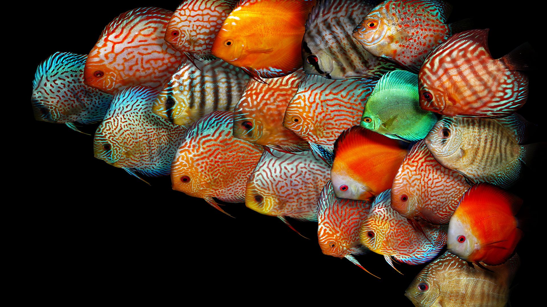 discus balik duvar kagitlari 30