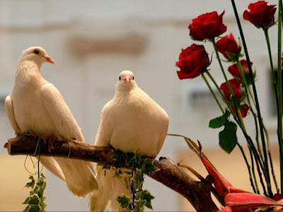 imagen palomas+amor+romanticas