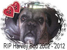 Our beloved Harvey