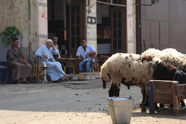 VISITAR O CAIRO e descobrir os encantos escondidos nas ruas do Cairo | Egipto