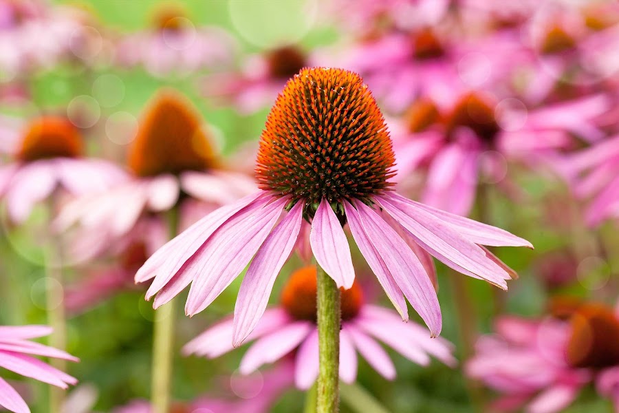 Imagen de la Equinácea