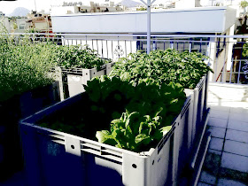 Καλλιέργεια λαχανικών σε ταράτσα