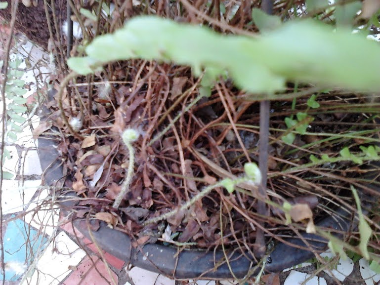 Garden Care Simplified Why You Are Not Able to Grow Plants in Hanging