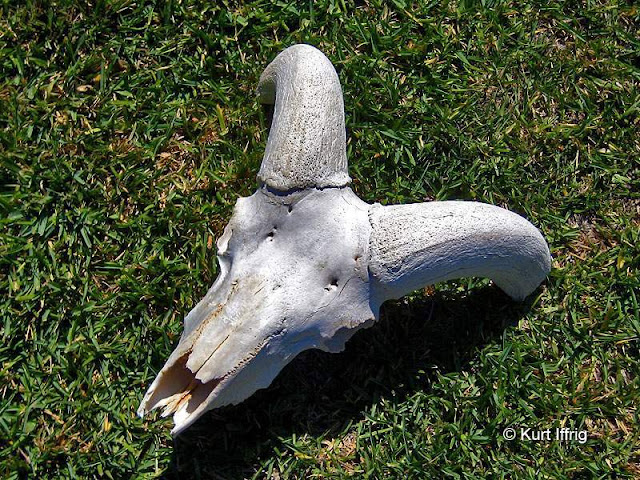 This is what the Bighorn skull looks like after I took it home and bleached it.