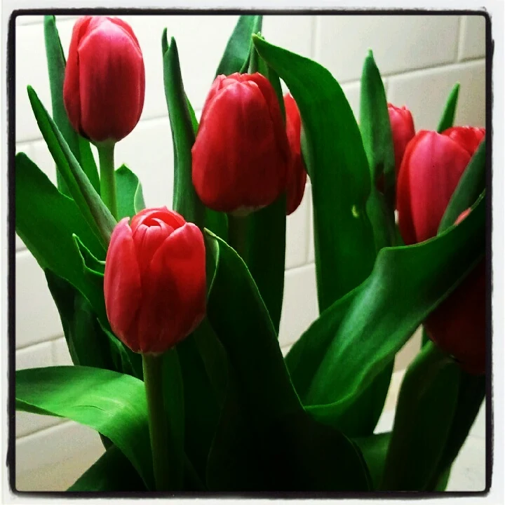 Red Tulips Close Up