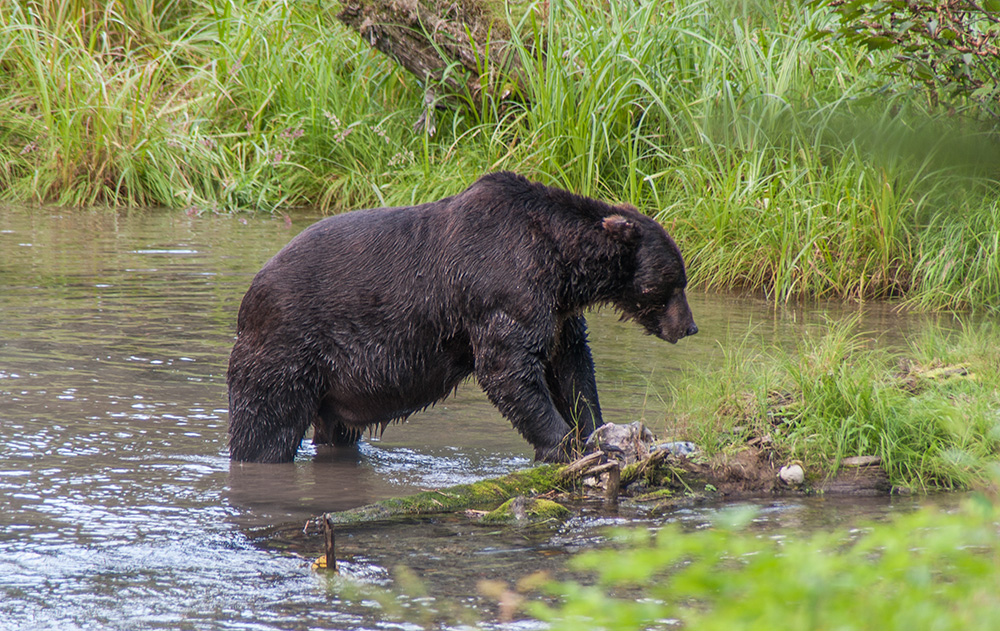 Merikay's Dream Bear Watching in Hyder, Alaska