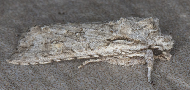 Grey Shoulder-knot, Lithophane ornitopus. In my light trap in Crowborough on 11 March 2018. Grey Shoulder-knot, Lithophane ornitopus. In my light trap in Crowborough on 11 March 2018.