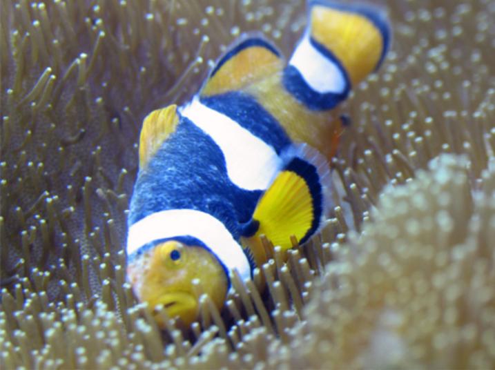 Image showcasing Fish N Tips: Common Saltwater Fish Diseases