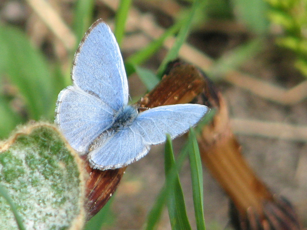 Earth and Space News Celastrina ladon Blue Brilliance of Spring Azure