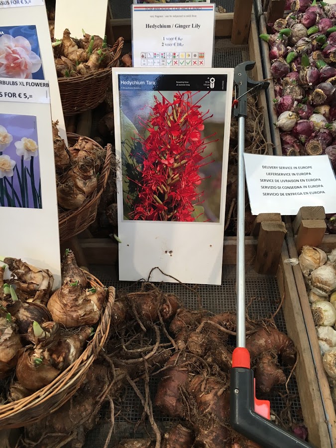 bulbs and ginger lily corm at the market