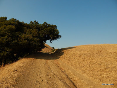 Una sombra??? No lo puedo creer!!  Boccardo Loop Trail