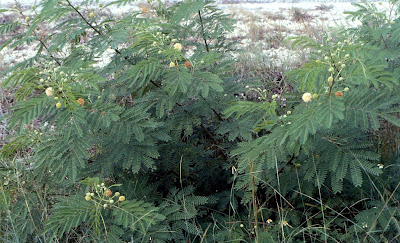 Leucena, Leucaena leucocephala