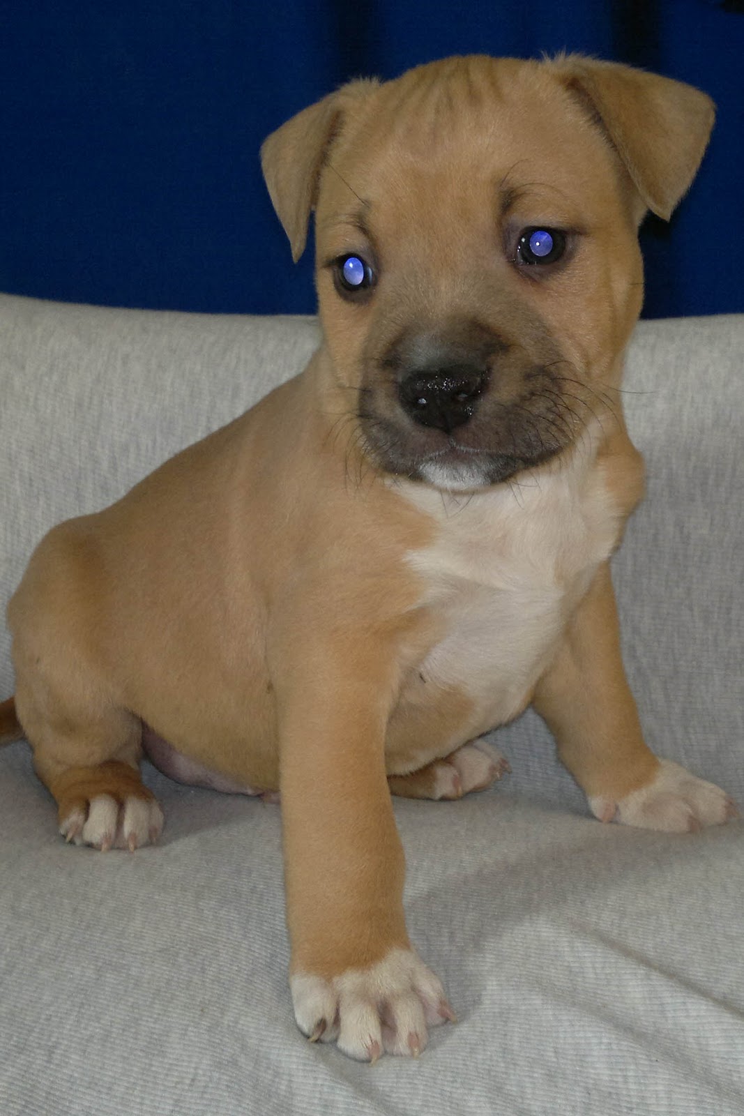cuccioli-di-tutte-le-razze-cucciolo-american-staffordshire-terrier