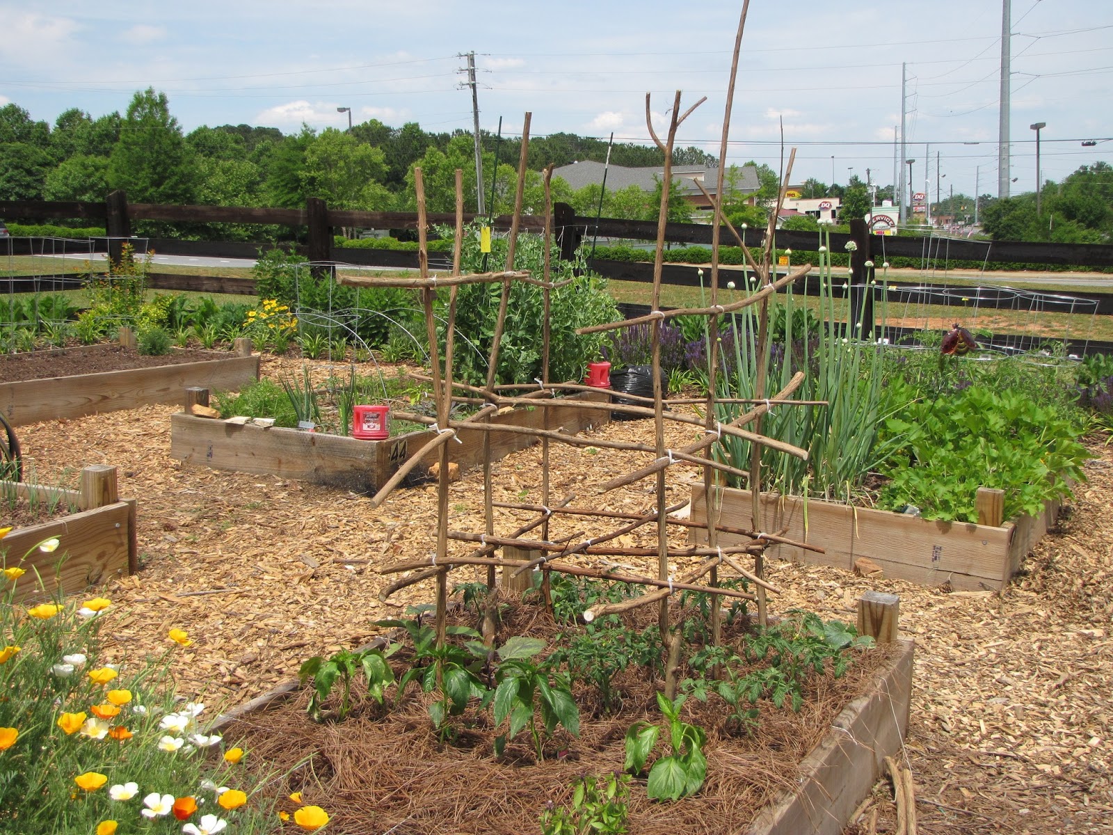 Green Meadows Community Garden Trellising in the Garden
