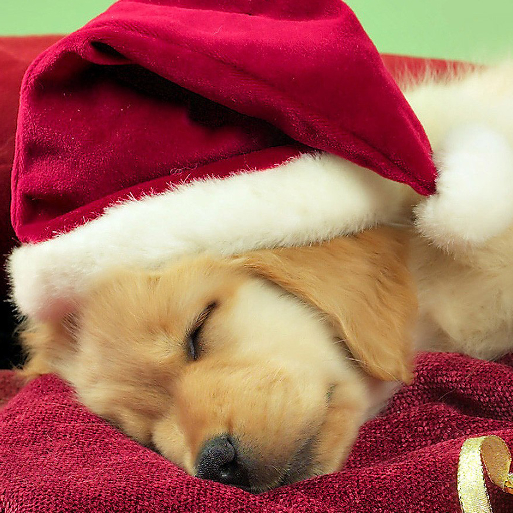 Christmas Dogs Tablet Wallpaper Tablet PC Wallpapers
