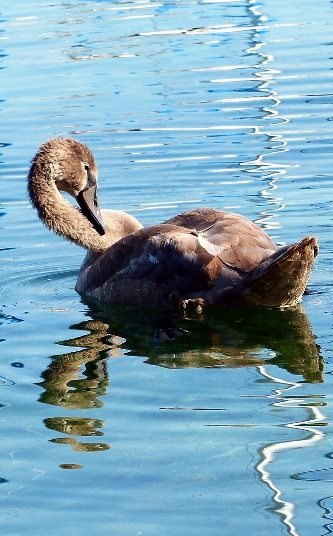 A swan preening at a lake.