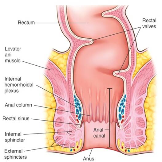 Anatomy Anal Porn - Anus info and diagram - Porn tube