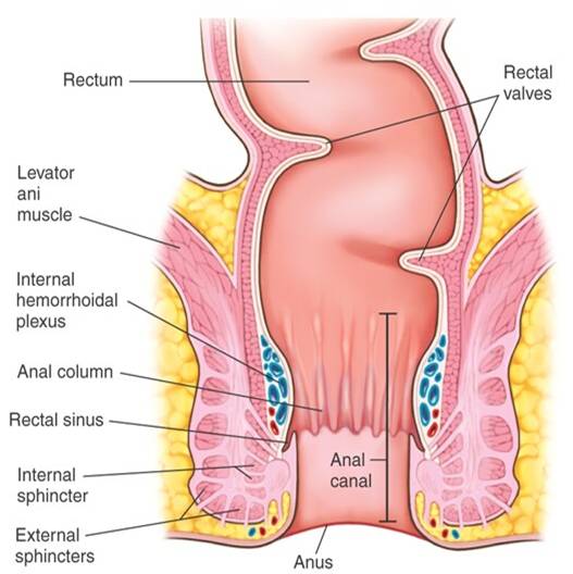 Anal Sphincter Muscles Diagram 51