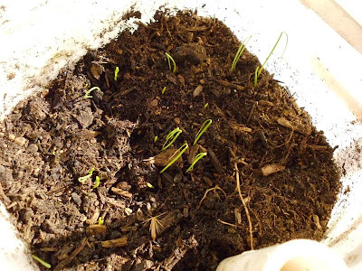 Germination and Radiant Sunlight -- Garden Update 4/18 | Greens and ...