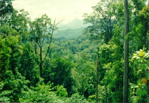Hutan hujan tropika di Kalimantan Hutan hujan tropika di Kalimantan