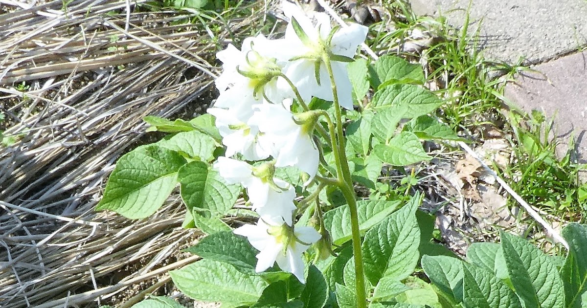 ジャガイモで土寄せ 土寄せのやり方を絵で説明します 野菜畑は花ざかり