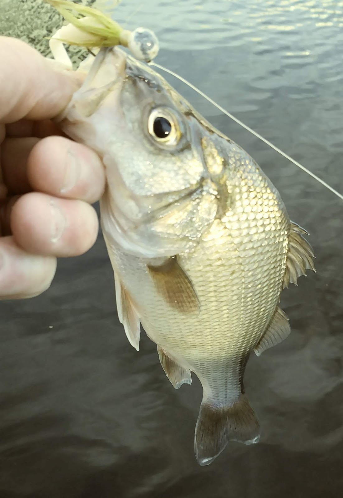 Rhode Island Striped Bass: Another Winter Option: White Perch