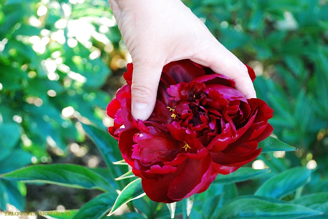 piwonie, PeonyMAX, zielona metamorfoza, ogrody wiejskie, projektowanie zieleni. 'PETER BRAND'
