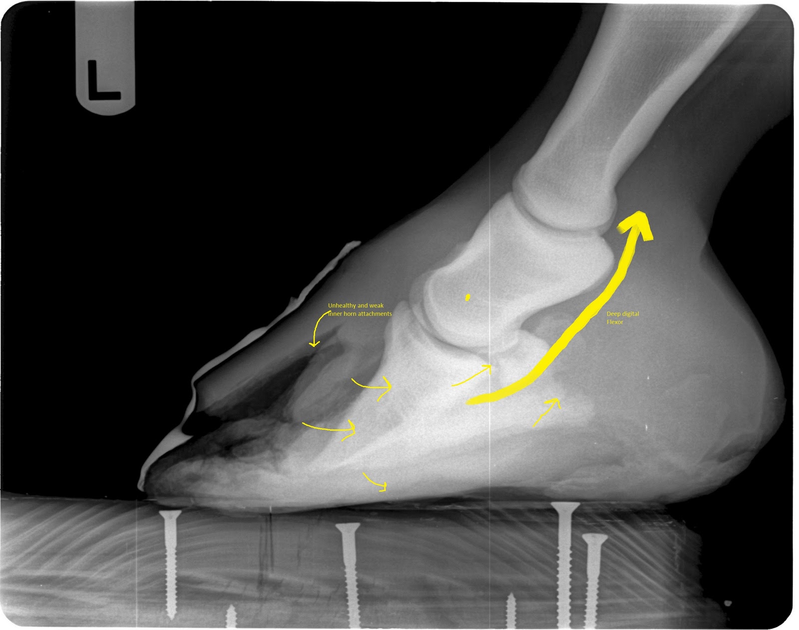 Innovative Equine Podiatry White line disease case study