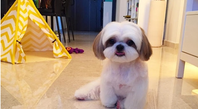 5 dica simples para distrair os shih tzu que ficam sozinhos em casa