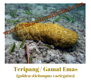 Obat Sakit di Tenggorokan Herbal, Ampuh Menyembuhkan Nyeri Tenggorokan Secara Alami Obat Sakit di Tenggorokan Herbal, Ampuh Menyembuhkan Nyeri Tenggorokan Secara Alami
