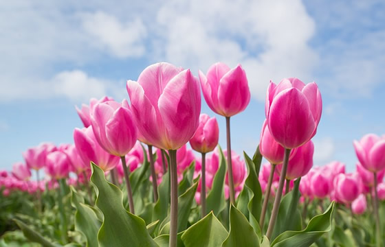 Venus in Aries Astrology Horoscope Interpretation Venus in Aries Astrology Horoscope Interpretation
