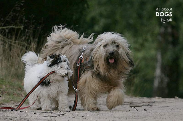 Tibet Terrier Chiru mit Biewer Yorkshire Terrier Lotta