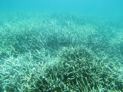 Great Barrier Reef